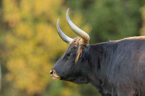 Close-up of a aurochs or ure (Bos primigenius) in autumn in the bavarian forest