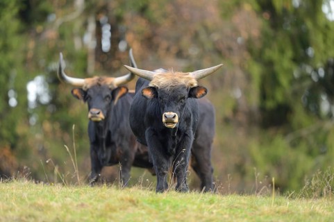 Close-up of a aurochs or ure (Bos primigenius) in autumn in the bavarian forest