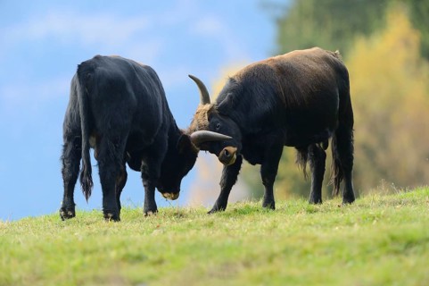 Close-up of a aurochs or ure (Bos primigenius) in autumn in the bavarian forest