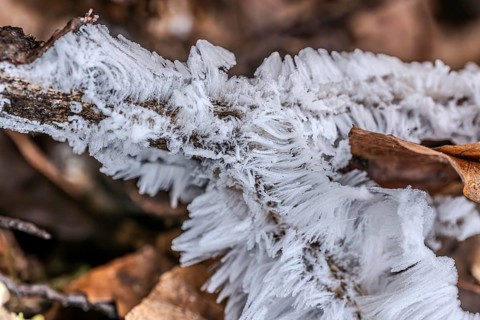 Hair rice on dead wood, Close Up, Dillendorf, Rhineland-Palatinate, Germany, Europe