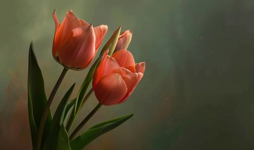 Pink tulips against the wall closeup portrait AI generated