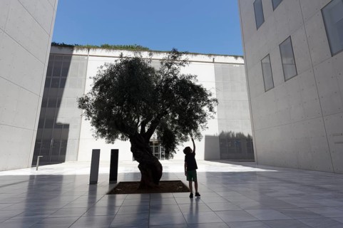 Boy reaching for the leaves of an olive tree, silhouette between modern concrete architecture,