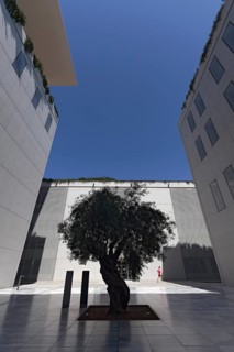 Old olive tree between modern concrete architecture, silhouette, cultural centre of the Stavros