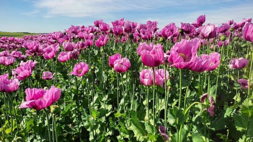 Opium poppy (Papaver somniferum), cultivation of edible poppy, poppy field, Donnersbergkreis,