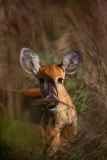 Marsh deer (Blastocerus dichotomous) Pantanal Brazil