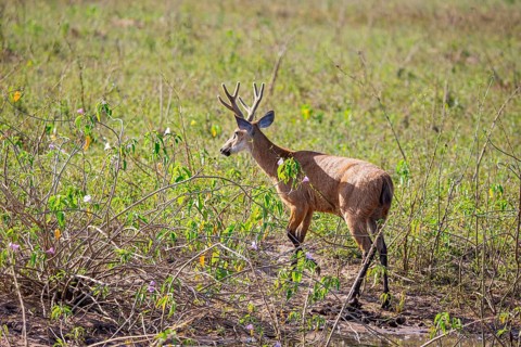 Marsh deer (Blastocerus dichotomous) Pantanal Brazil