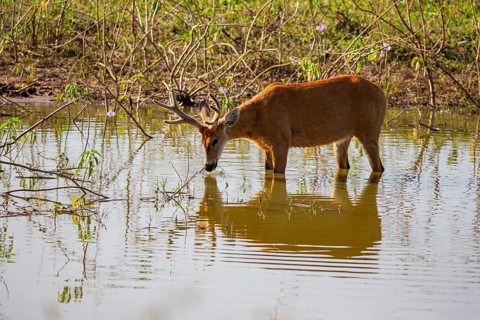 Marsh deer (Blastocerus dichotomous) Pantanal Brazil