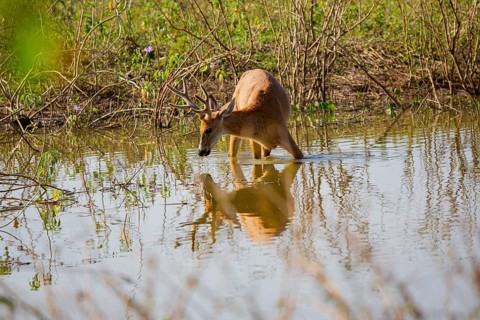 Marsh deer (Blastocerus dichotomous) Pantanal Brazil