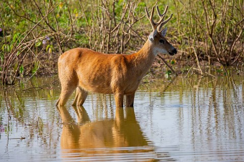 Marsh deer (Blastocerus dichotomous) Pantanal Brazil