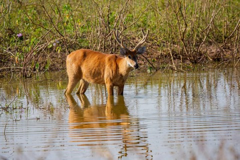 Marsh deer (Blastocerus dichotomous) Pantanal Brazil