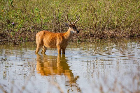Marsh deer (Blastocerus dichotomous) Pantanal Brazil