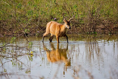 Marsh deer (Blastocerus dichotomous) Pantanal Brazil