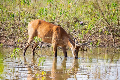 Marsh deer (Blastocerus dichotomous) Pantanal Brazil