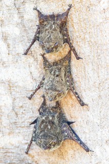 Long-nosed proboscis bat (Rhynchonycteris naso) Pantanal Brazil
