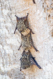 Long-nosed proboscis bat (Rhynchonycteris naso) Pantanal Brazil