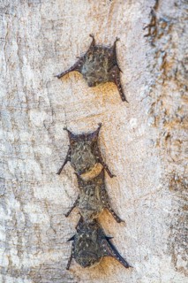 Long-nosed proboscis bat (Rhynchonycteris naso) Pantanal Brazil