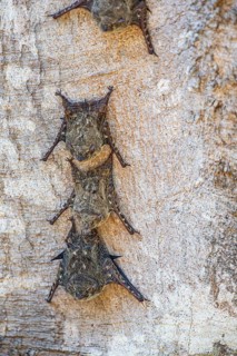 Long-nosed proboscis bat (Rhynchonycteris naso) Pantanal Brazil