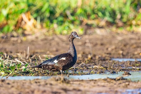 Muscovy duck (Cairina moschata) Pantanal Brazil