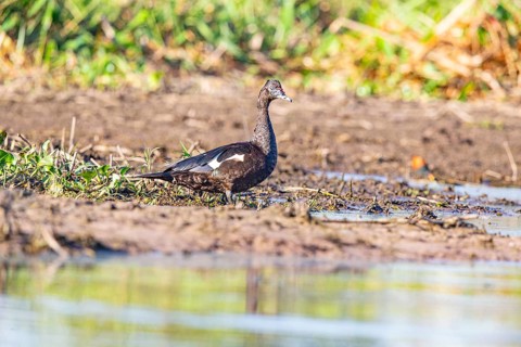 Muscovy duck (Cairina moschata) Pantanal Brazil