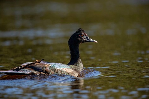 Muscovy duck (Cairina moschata) Pantanal Brazil