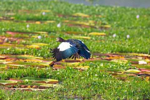 Muscovy duck (Cairina moschata) Pantanal Brazil