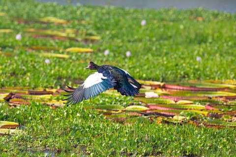 Muscovy duck (Cairina moschata) Pantanal Brazil