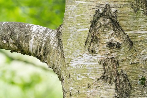 Close-up of a tree trunk, birch (Betula), with a bark structure that looks like a mushroom, green,