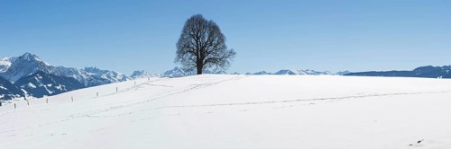 Peace lime tree (Tilia) on the Wittelsbacher Höhe, 881m, Illertal, Allgäu, Bavaria, Germany, Europe