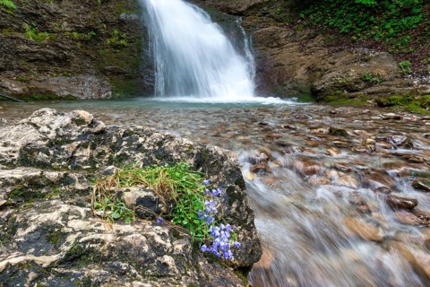 Round-leaved bellflower (Campanula rotundifolia), waterfall in Bärgündeletal, Oberallgäu, Allgäu,