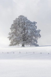 European beech, Fagus sylvatica, in winter, solitary tree near Rieden am Forggensee, Ostallgäu,