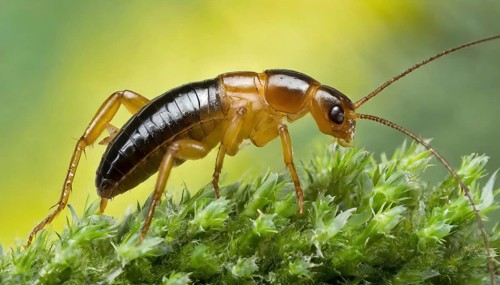 Animal, insect, close-up of a Forficula auricularia, AI generated, AI generated