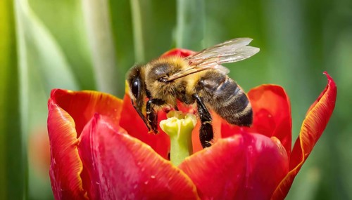 Symbol, animal, insect, close-up of a honeybee in a flower, AI, generated, AI generated