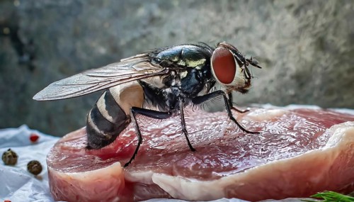 Symbol, animal, insect, close-up of a blowfly on a piece of meat, Calliphoridae, Calliphora vicina,