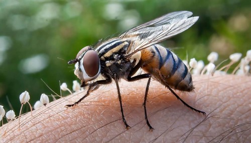 Symbol, animal, insect, close-up of a blowfly, Calliphoridae, Calliphora vicina, AI, generated, AI