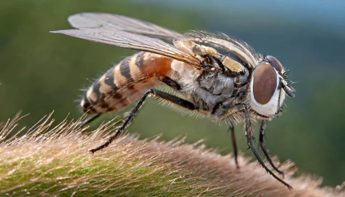 Symbol, animal, insect, close-up of a blowfly, Calliphoridae, Calliphora vicina, AI, generated, AI