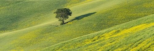 Mulberry tree (Morus) in a field with flowering yellow broom (Genista tinctoria), Tuscany, Italy,