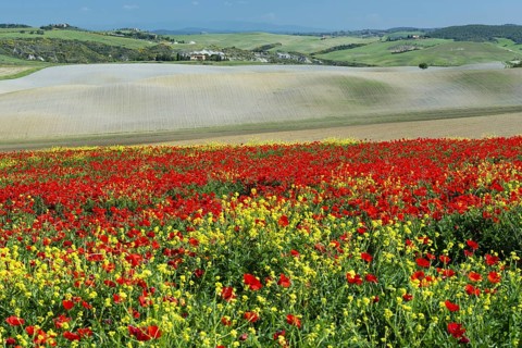 Landscape around San Quirico dOrcia, Val d'Orcia, Orcia Valley, UNESCO World Heritage Site,