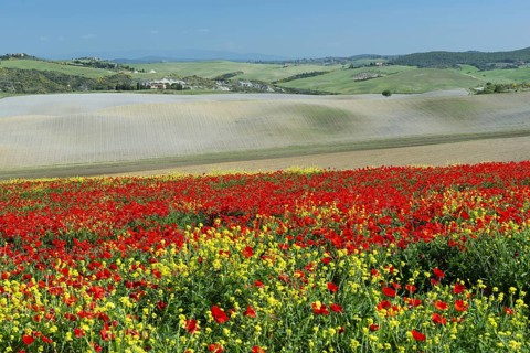 Landscape around San Quirico dOrcia, Val d'Orcia, Orcia Valley, UNESCO World Heritage Site,