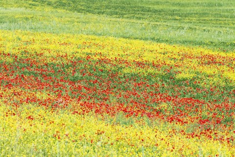 Landscape around San Quirico dOrcia, Val d'Orcia, Orcia Valley, UNESCO World Heritage Site,