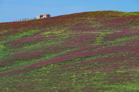 Landscape around San Quirico dOrcia, Val d'Orcia, Orcia Valley, UNESCO World Heritage Site,