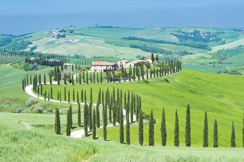 Agriturismo Baccoleno with cypress avenue, Cupressus, Asciano, Crete Senesi, Siena, Tuscany, Italy,