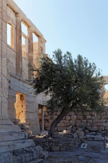 Sacred Olive Tree of Athena in front of the Erechteion Temple, west facade, Acropolis, Athens,