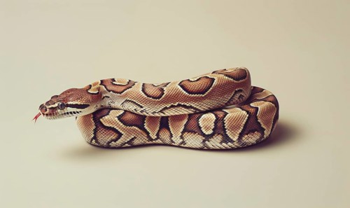 Boa constrictor on neutral background AI generated