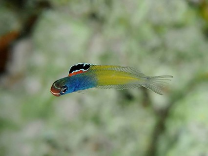 Colourful little fish, Townsend's sabretooth (Plagiotremus townsendi), swimming underwater. Dive