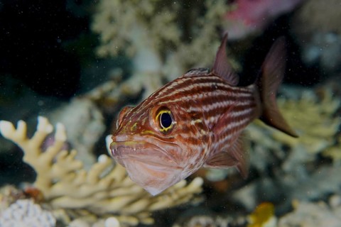 Striped brown fish, largetoothed cardinalfish (Cheilodipterus macrodon), swimming near corals under