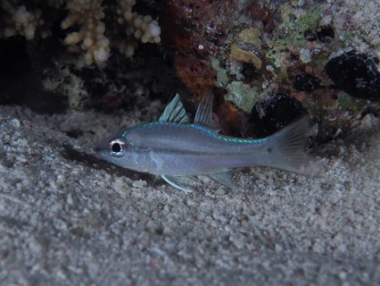 Streak-spotted cardinalfish (Apogon exostigma) swimming underwater at night near the sand next to a