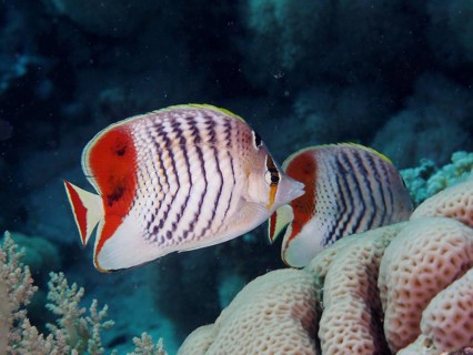 A pair of eritrean butterflyfish (Chaetodon paucifasciatus), butterflyfish, swimming past corals.