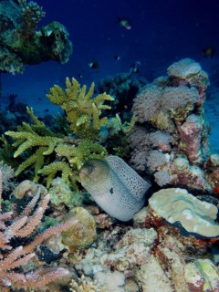 Giant Moray moray (Gymnothorax javanicus) in the coral reef, surrounded by various coral species.
