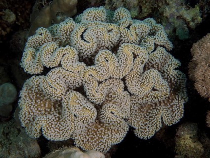 Close-up of a mushroom leather coral (Sarcophyton glaucum) in an underwater environment. Dive site