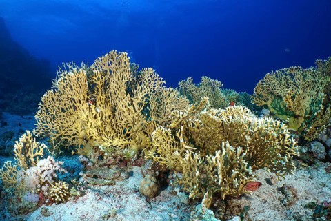 An extensive coral reef of net fire coral (Millepora dichotoma) spreads out in the clear blue